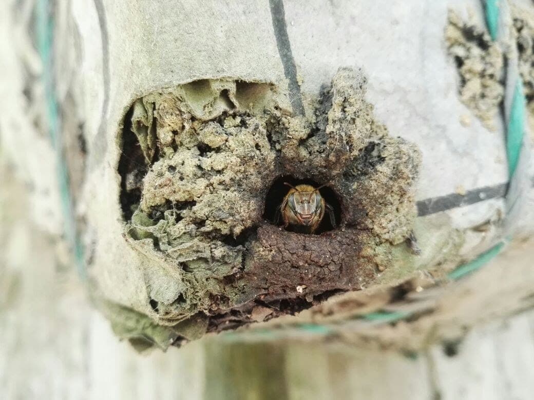 Abeja nativa en la entrada de la colmena