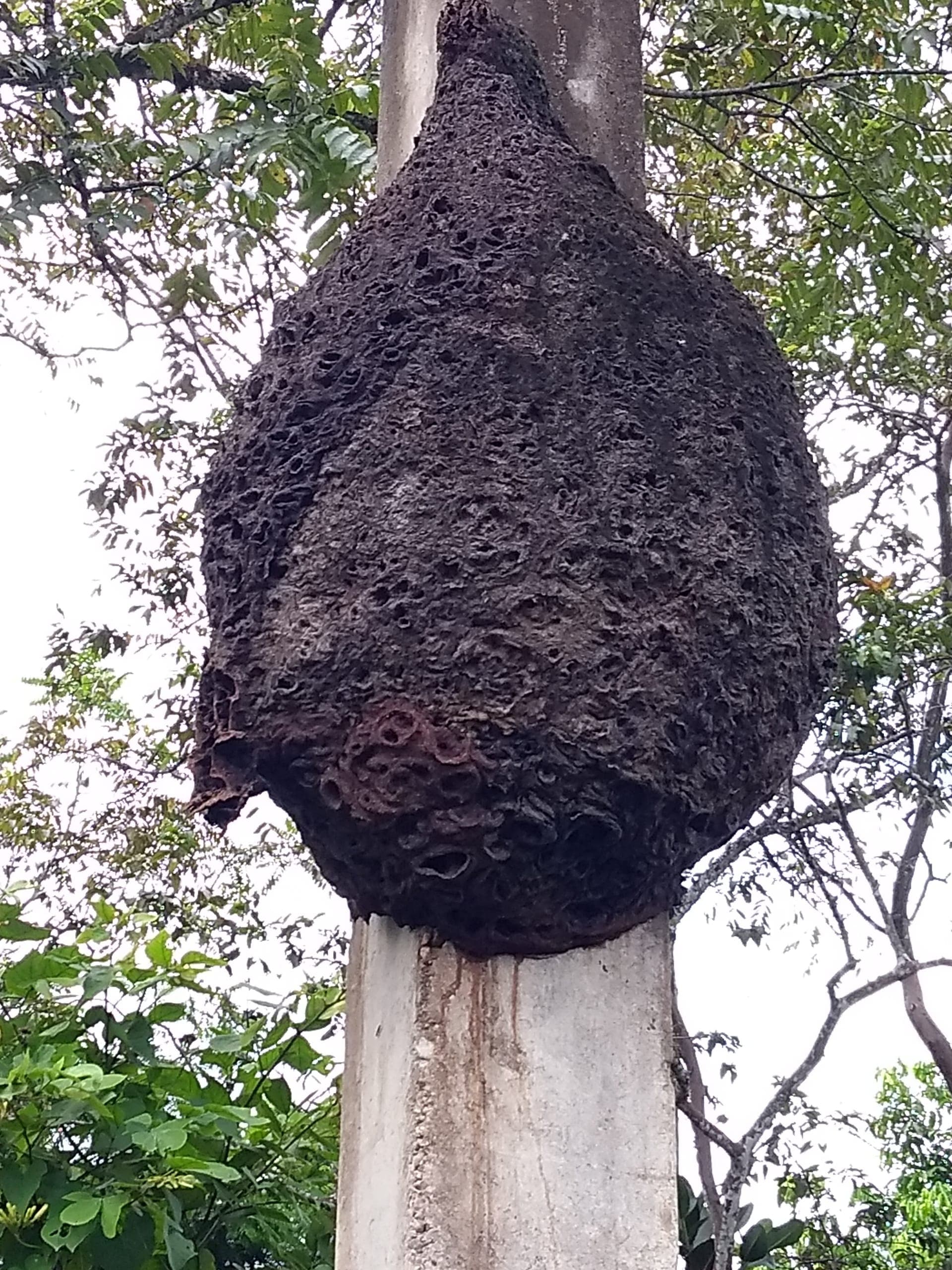 Nido natural de abejas nativas en el bosque