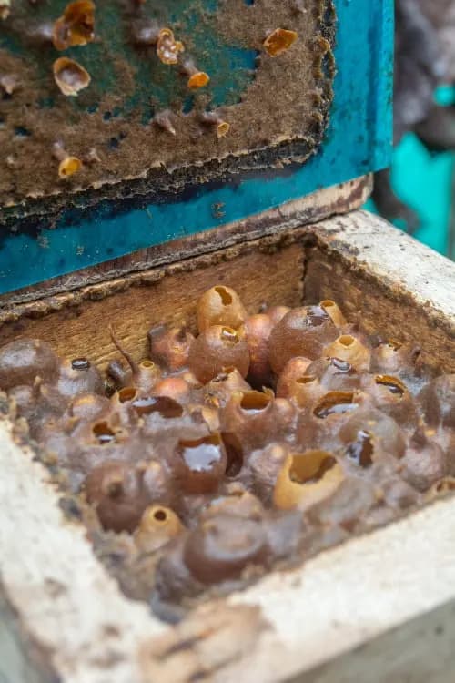 Panales de abejas nativas meliponinos