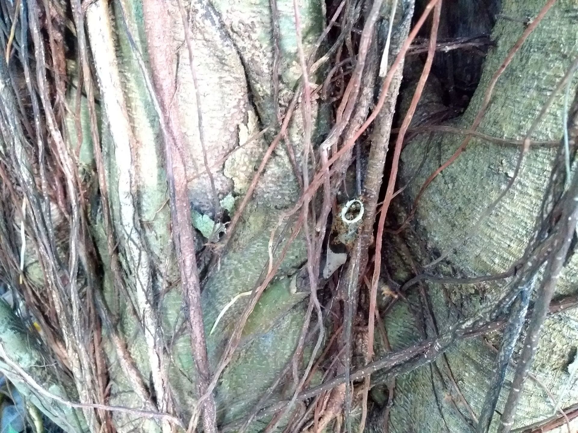 Zarigüeyas, fauna silvestre de la finca